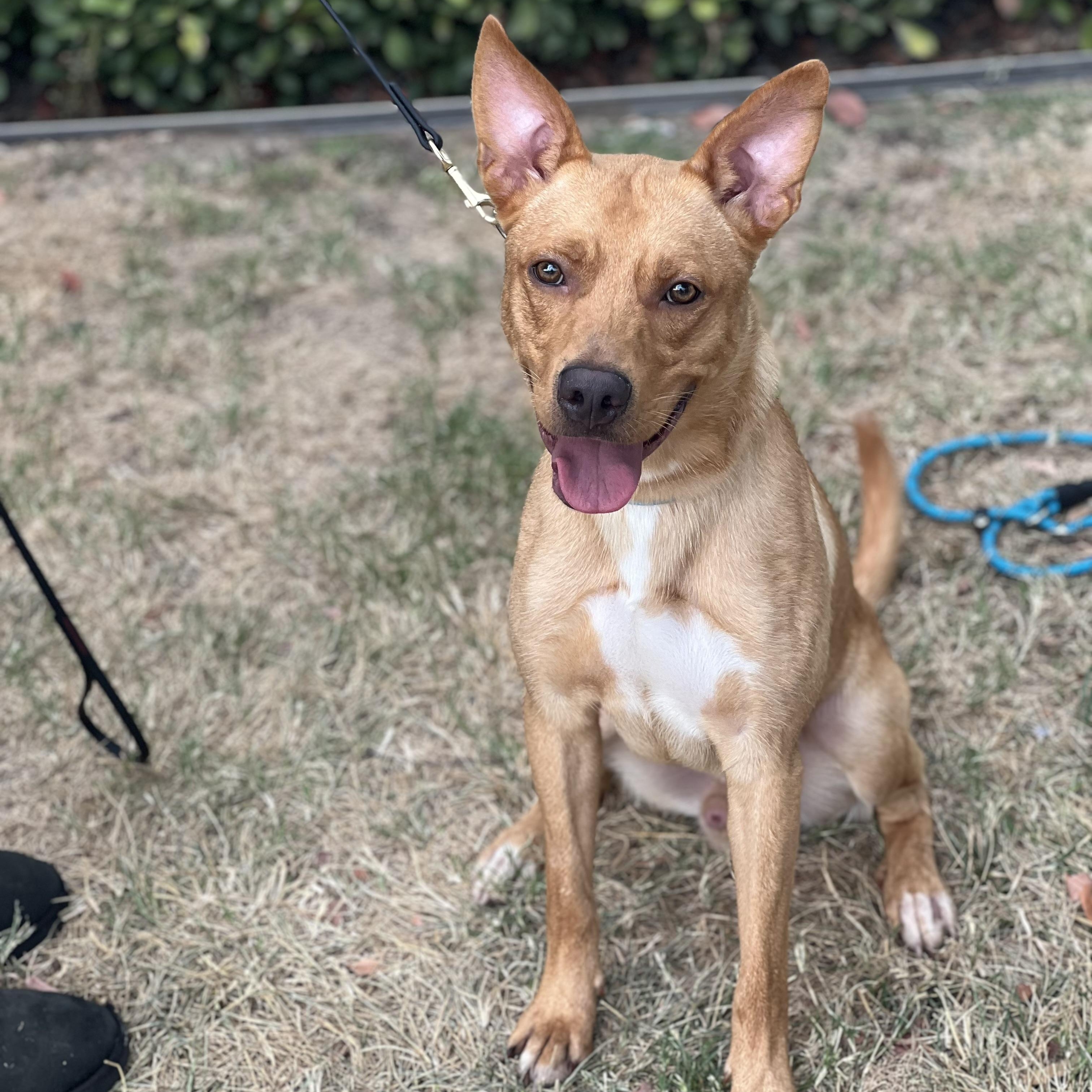 Linus- petite and affectionate , Adoptable, Young Male Labrador Retriever & Carolina Dog.