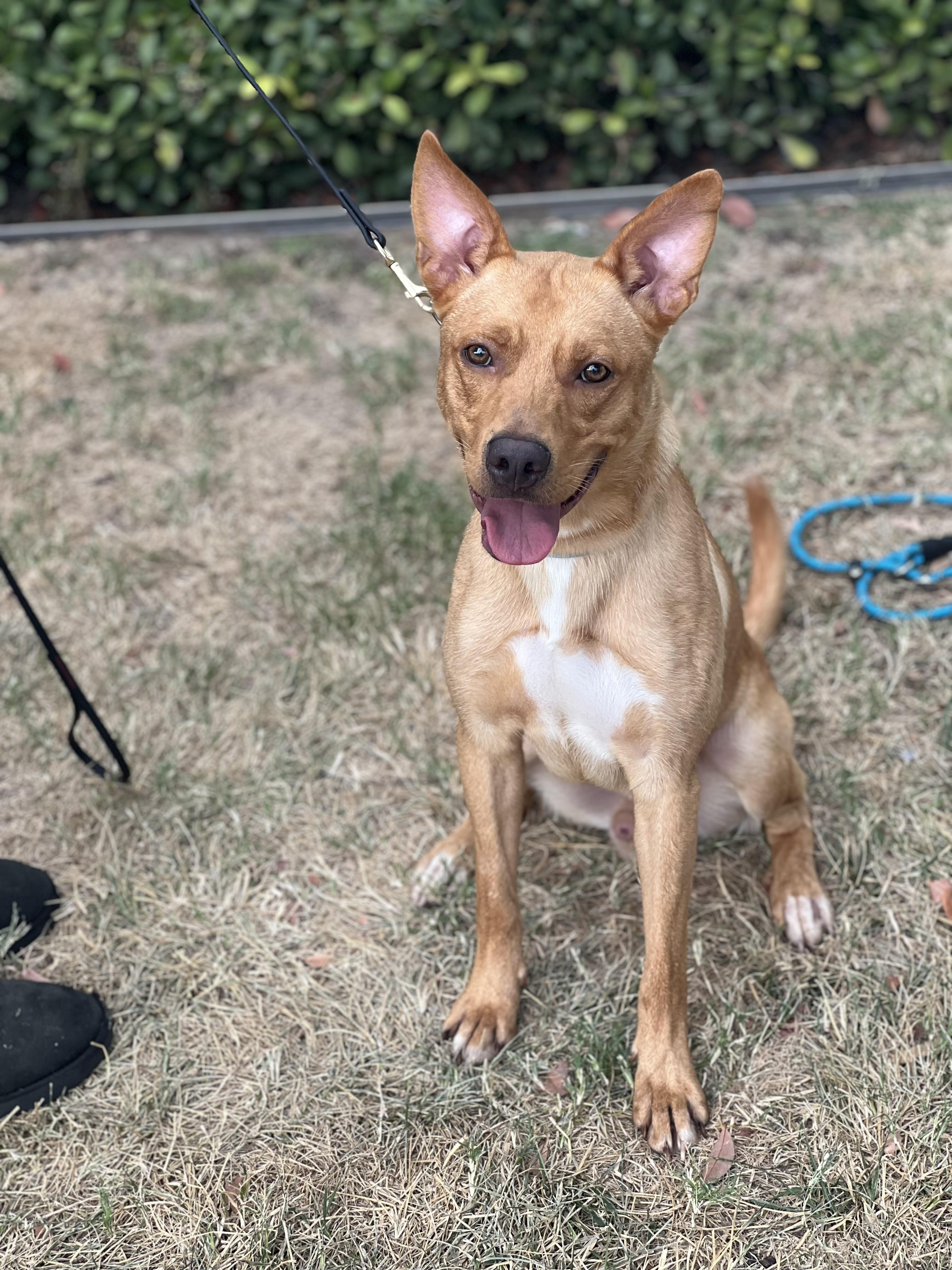 Linus- obedient and cuddly, a Adoptable mixed breed in Irvine, CA image 2/5