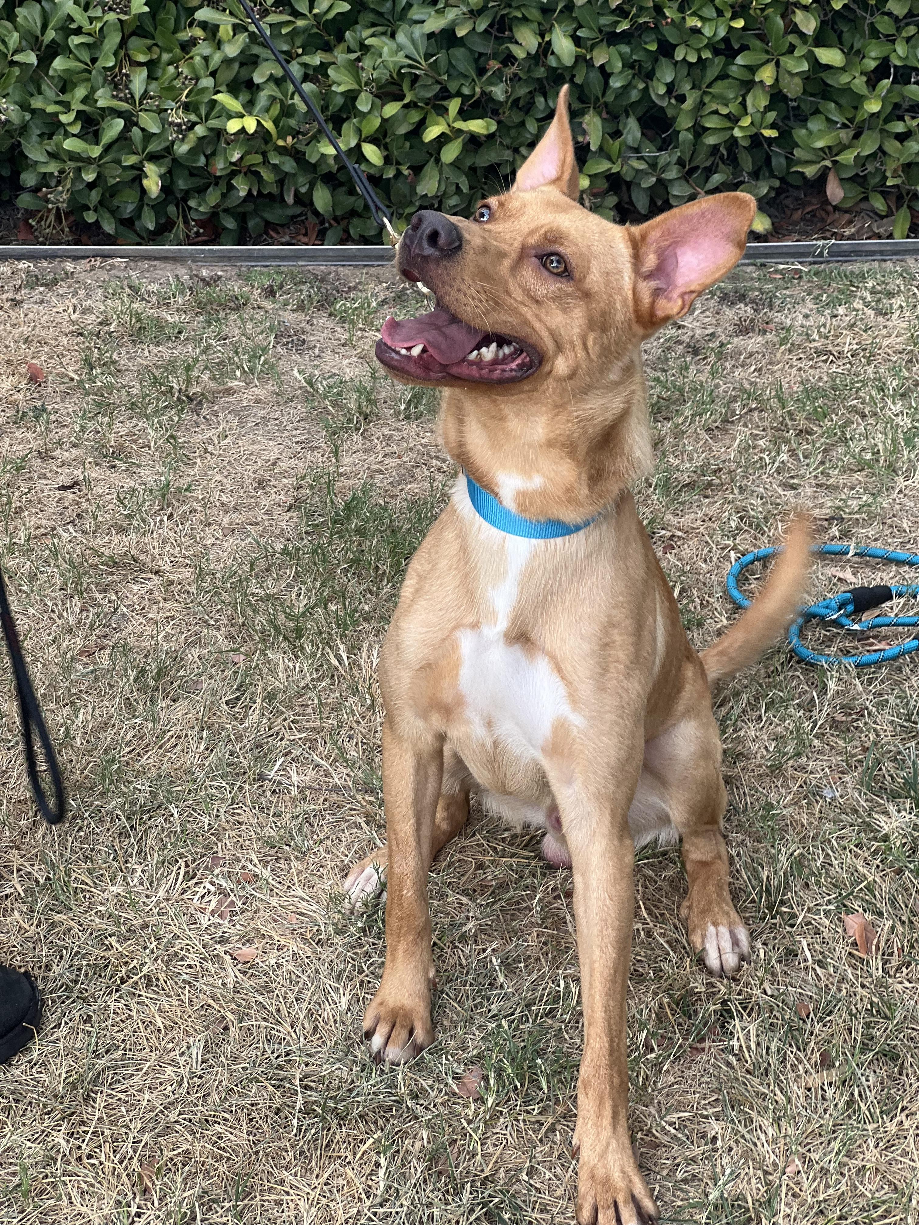 Linus- obedient and cuddly, a Adoptable mixed breed in Irvine, CA image 3/5