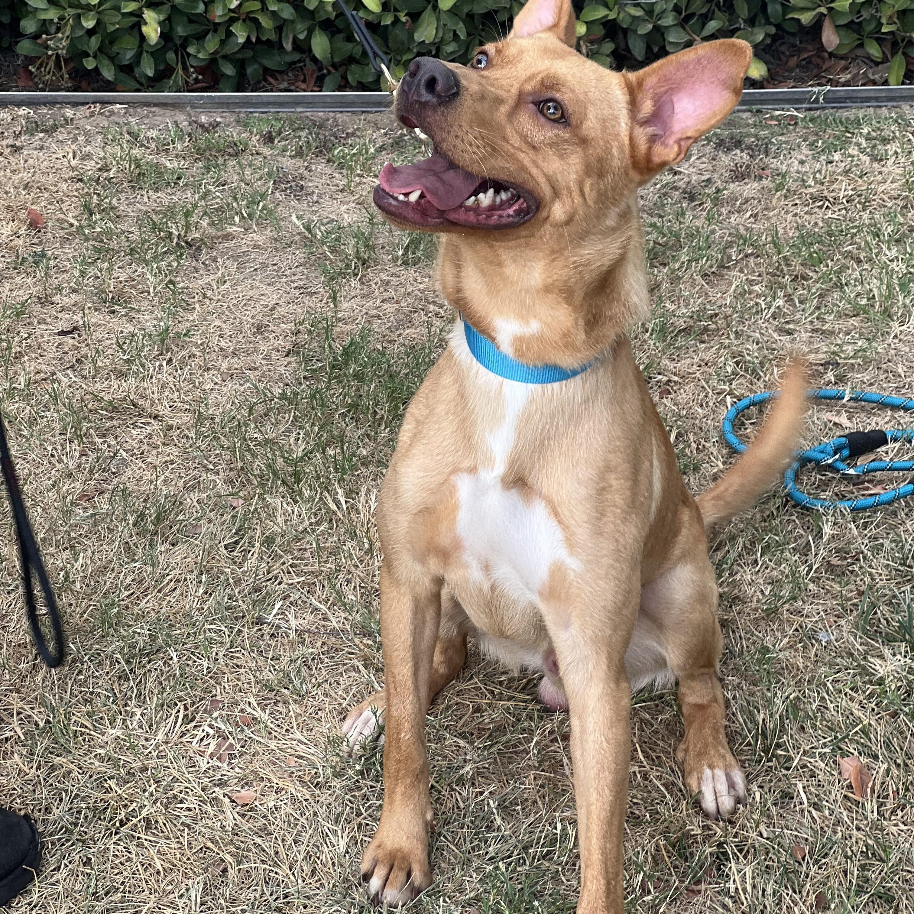 Enlarge Linus- obedient and cuddly, a Adoptable mixed breed in Irvine, CA image 3/4