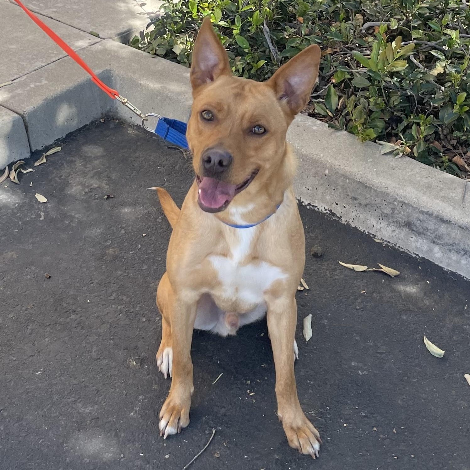 Enlarge Linus- petite and affectionate , a Adoptable mixed breed in Irvine, CA image 3/6