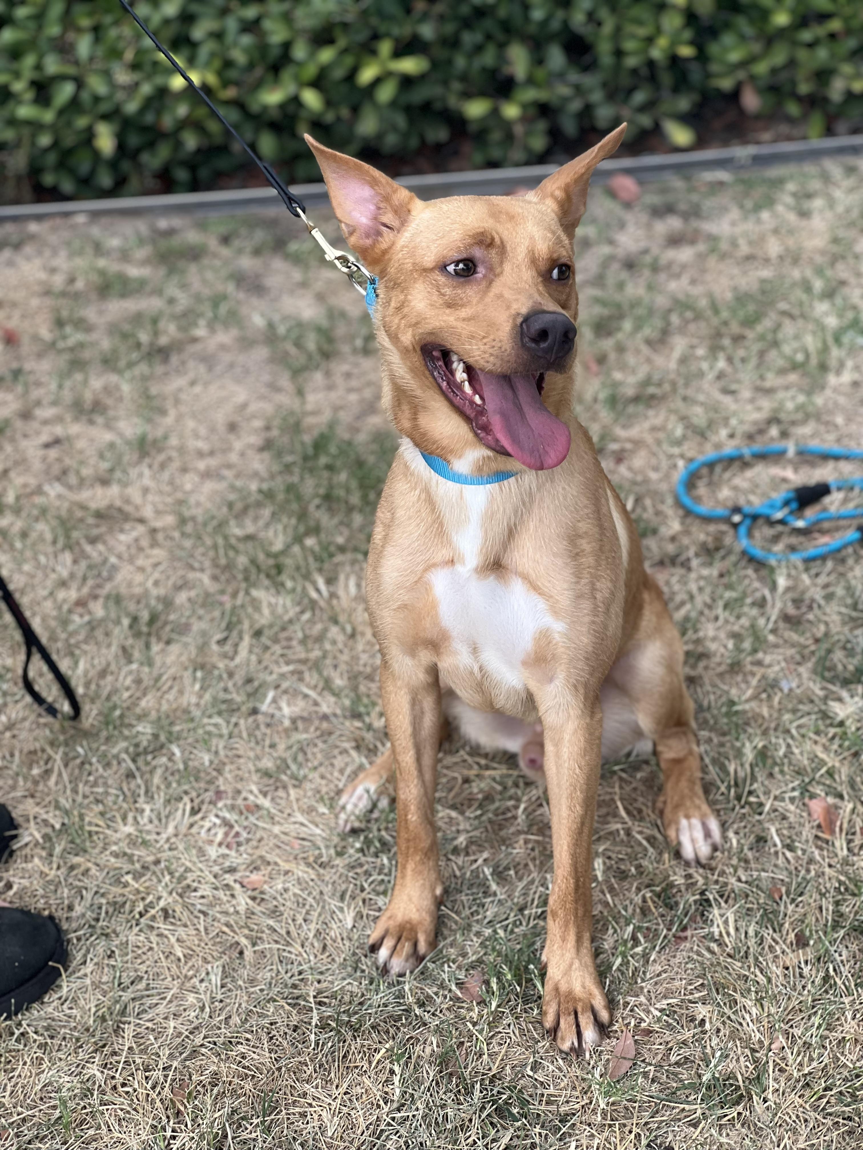 Linus- obedient and cuddly, a Adoptable mixed breed in Irvine, CA image 4/5