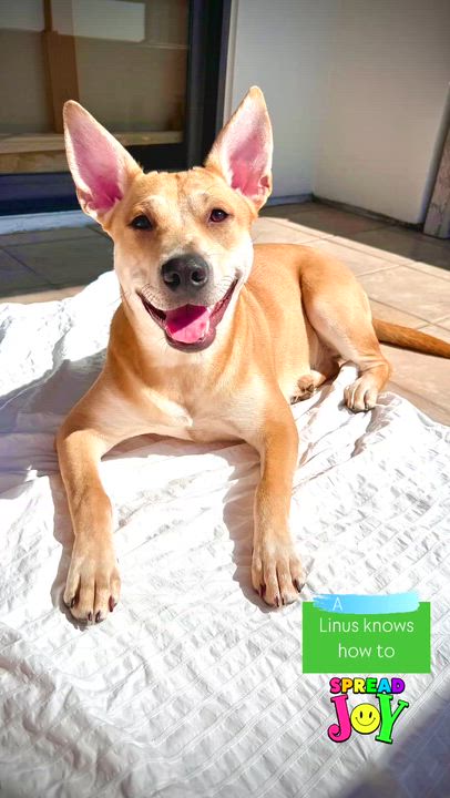 Enlarge Linus- obedient and cuddly, a Adoptable mixed breed in Irvine, CA video 5/5