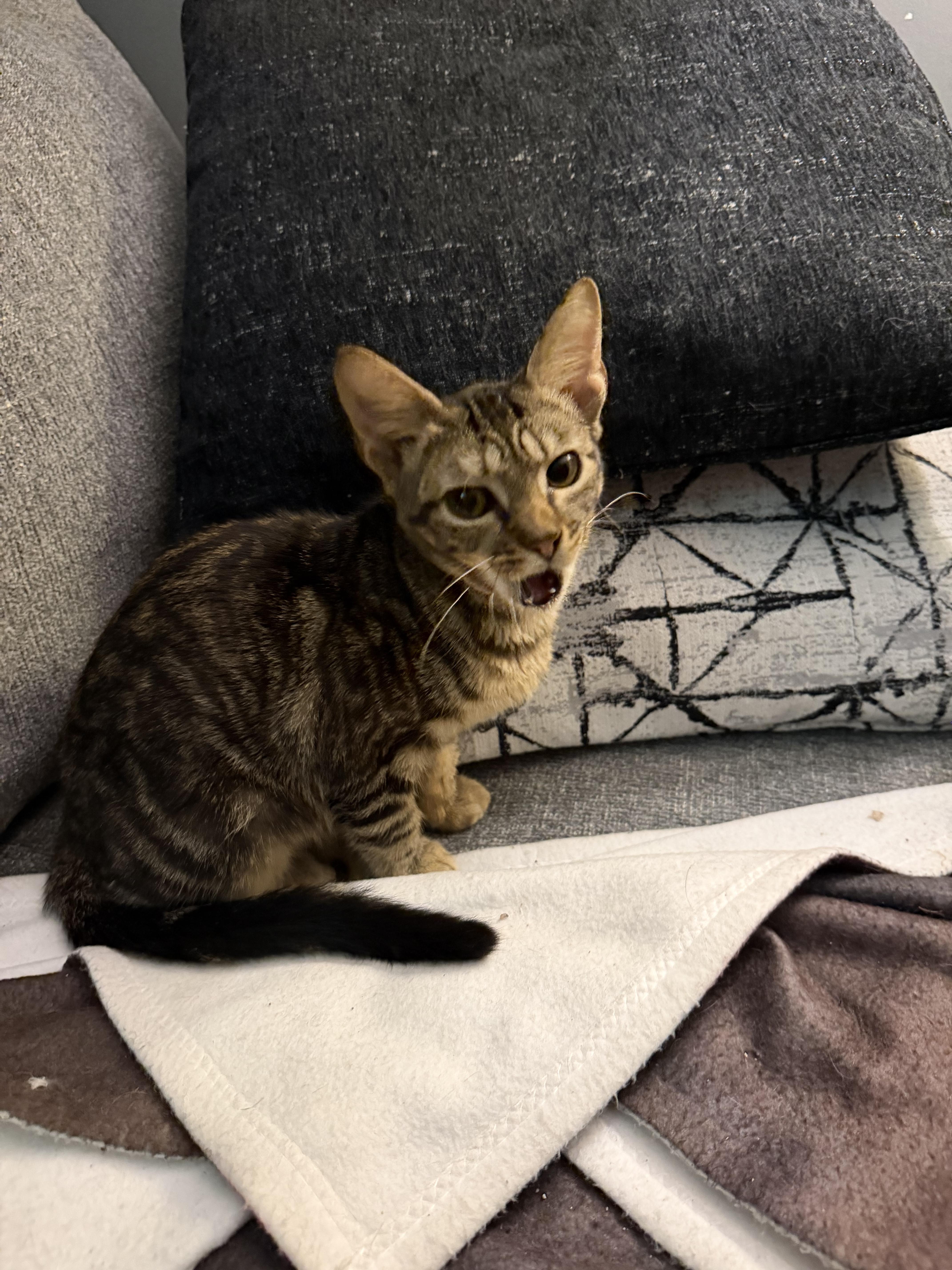 Enlarge Monte, a Adoptable Domestic Short Hair in Bethel Park, PA image 3/5