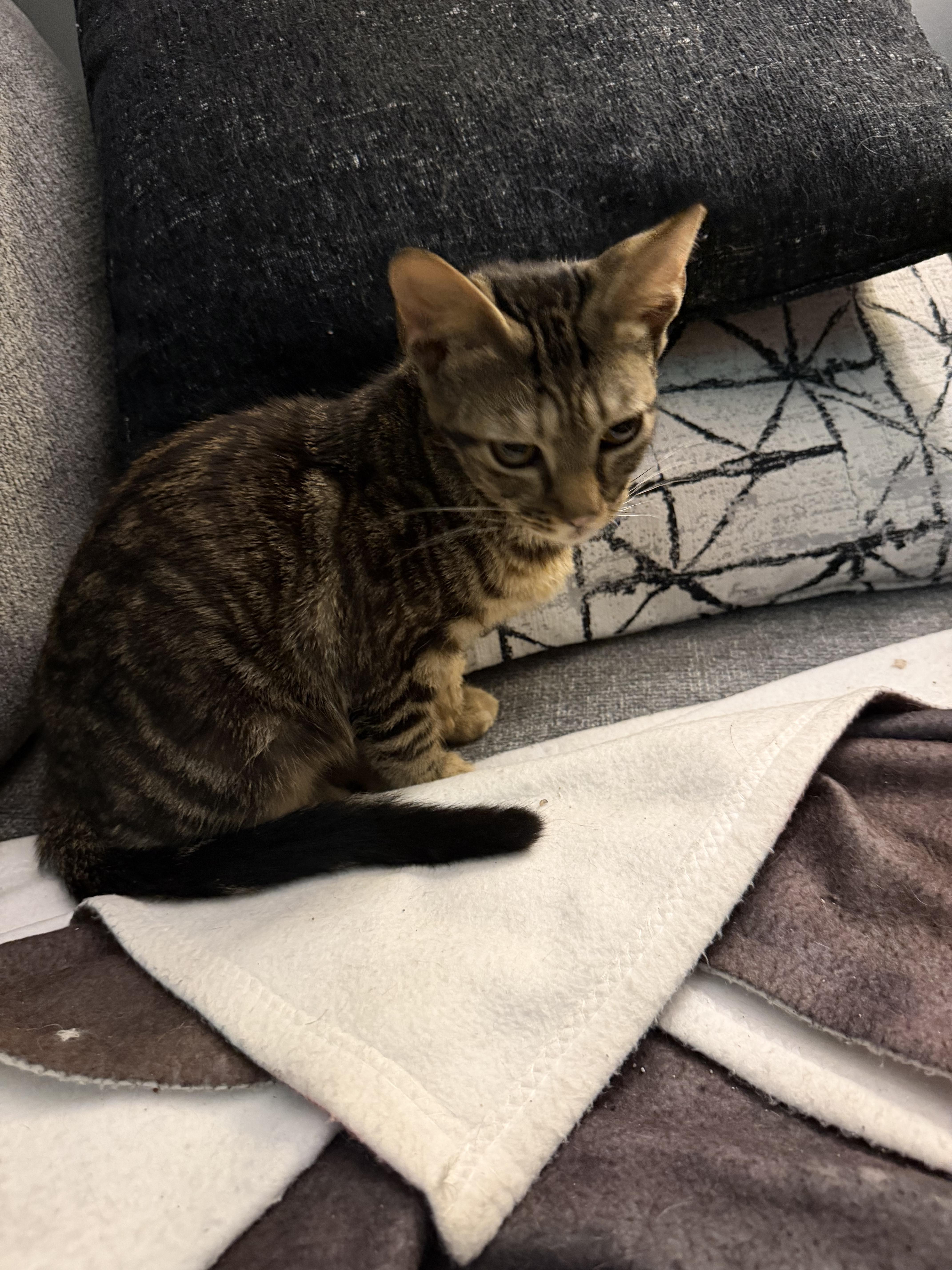 Enlarge Monte, a Adoptable Domestic Short Hair in Bethel Park, PA image 4/5