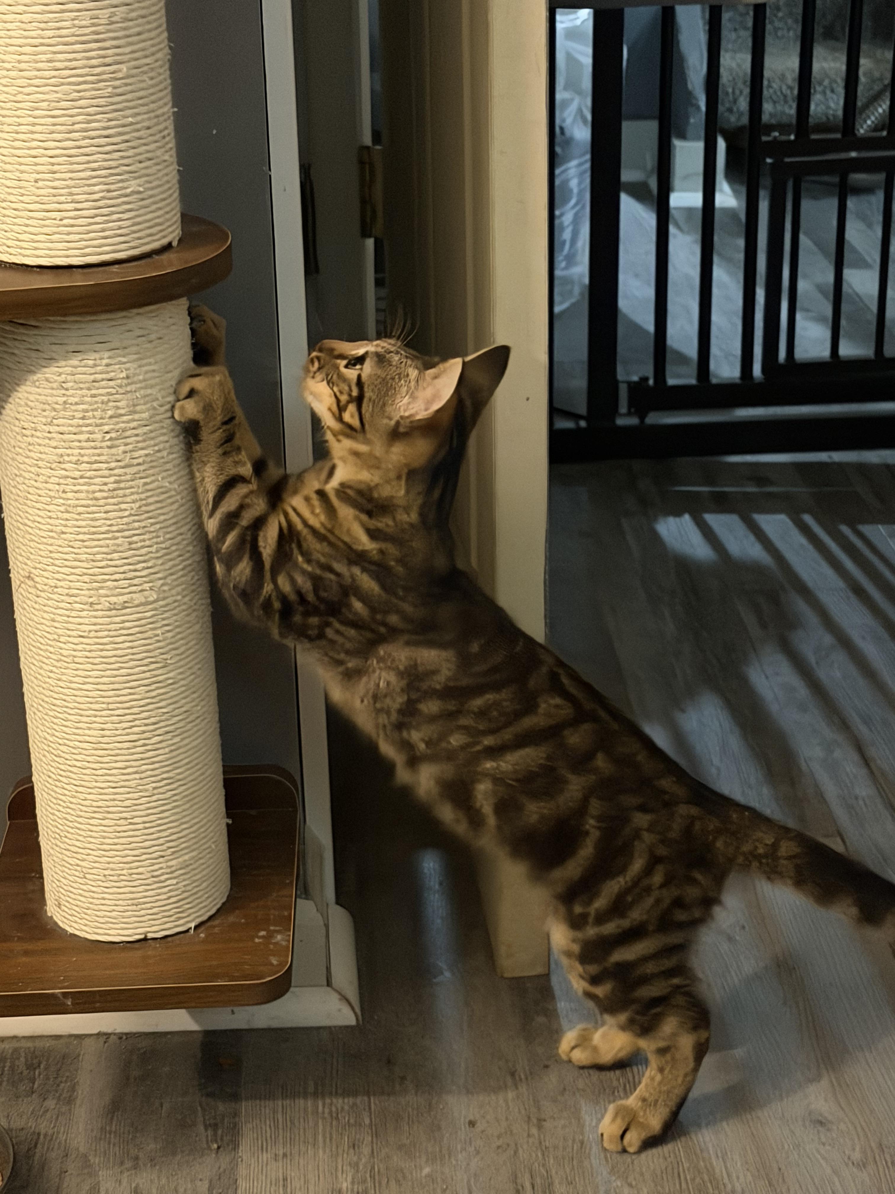 Enlarge Monte, a Adoptable Domestic Short Hair in Bethel Park, PA image 5/5