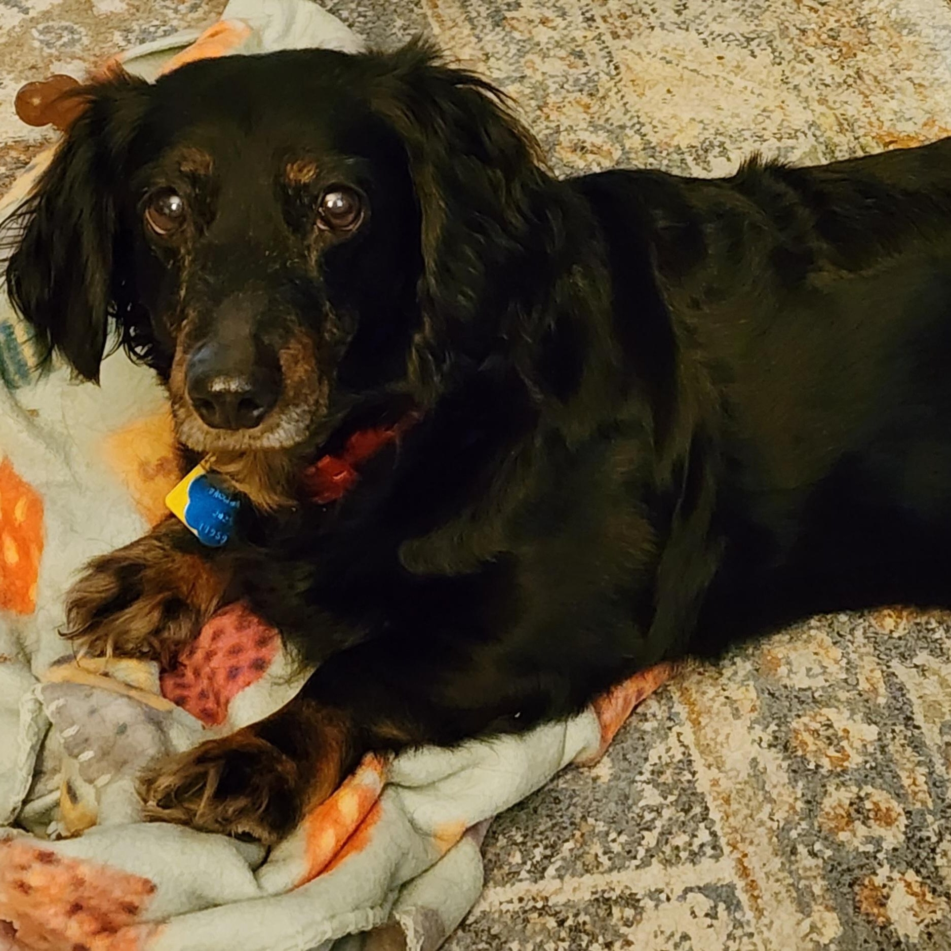 Enlarge Sarah, a Adopted Dachshund (Miniature Long Haired) in Lewisville, TX image 1/4