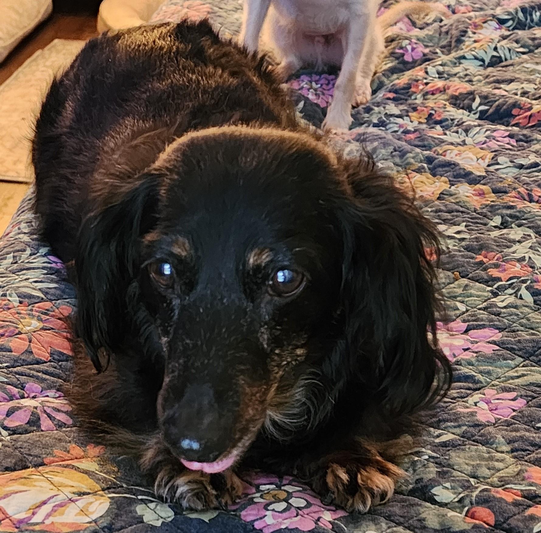 Enlarge Sarah, a Adopted Dachshund (Miniature Long Haired) in Lewisville, TX image 2/4