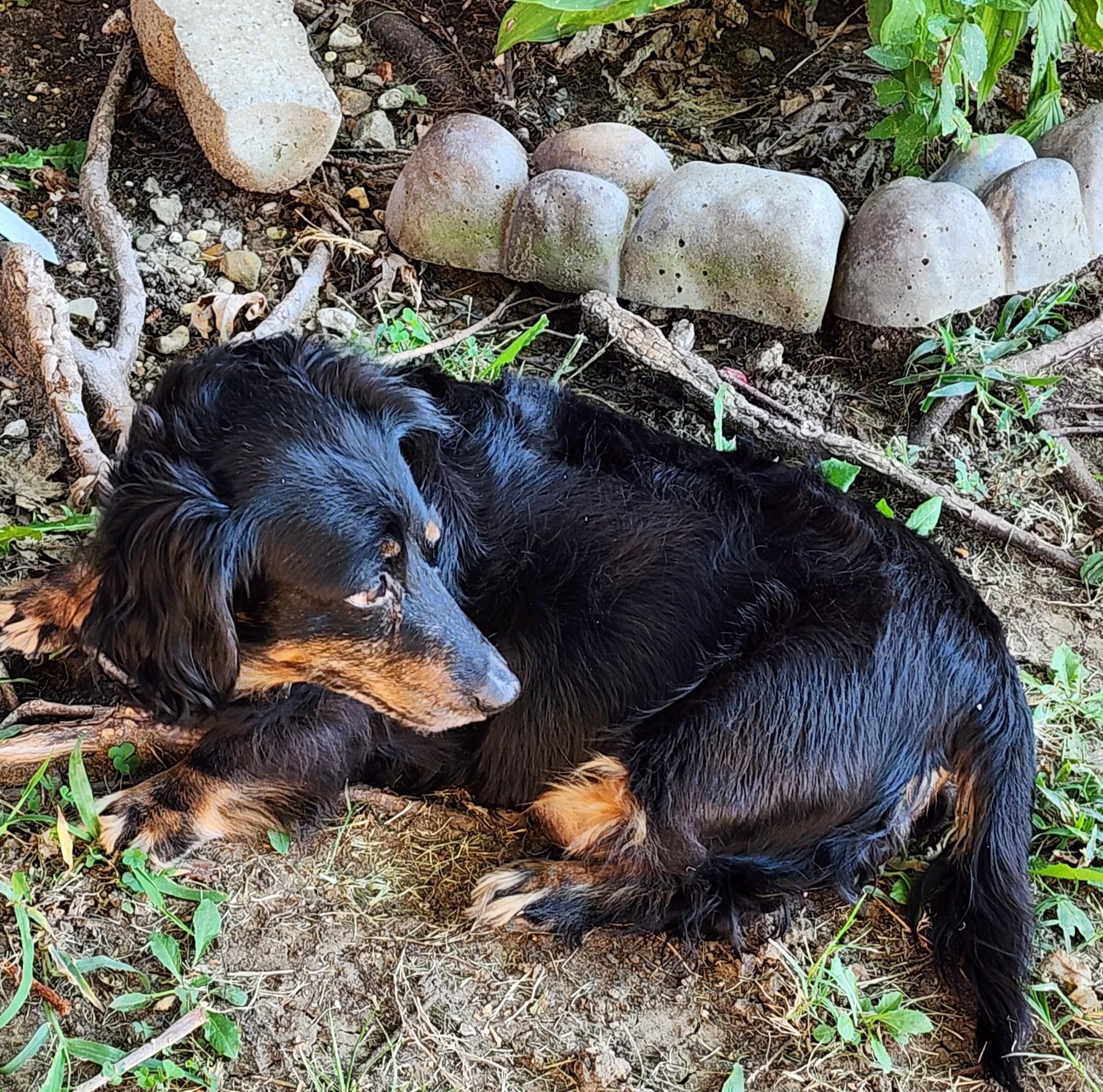 Enlarge Sarah, a Adopted Dachshund (Miniature Long Haired) in Lewisville, TX image 3/4