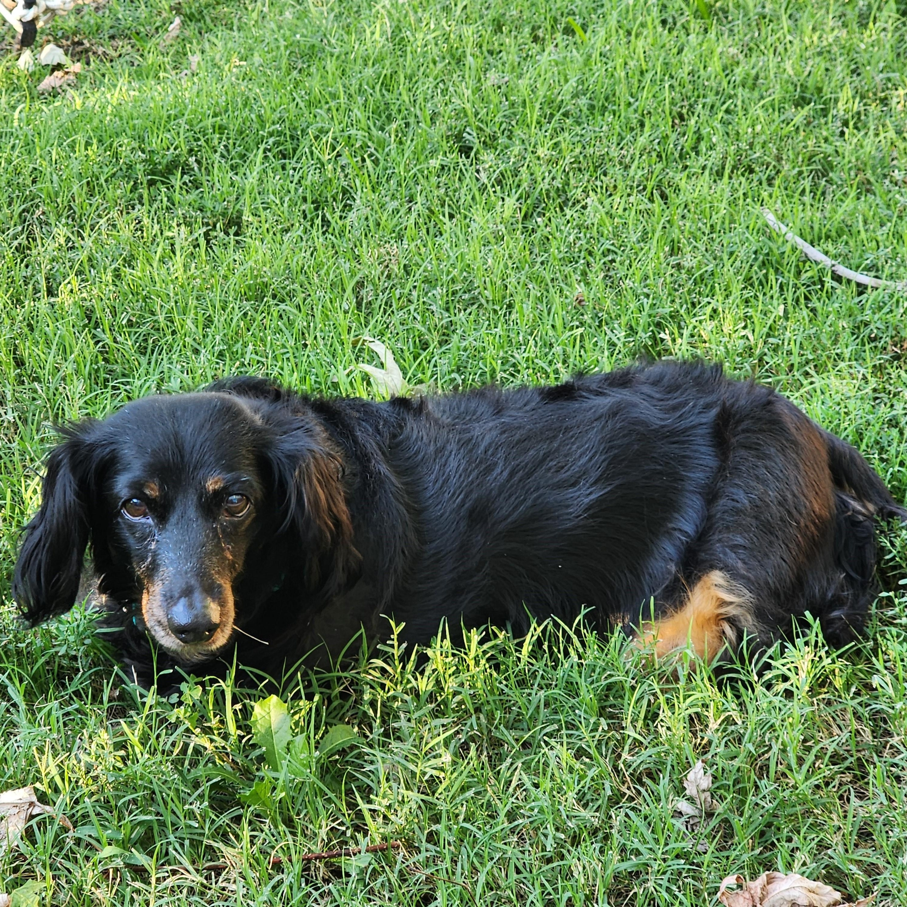Enlarge Sarah, a Adopted Dachshund (Miniature Long Haired) in Lewisville, TX image 4/4
