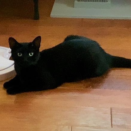 Pearl, an adoptable Domestic Short Hair in Vista, CA, 92084 | Photo Image 7