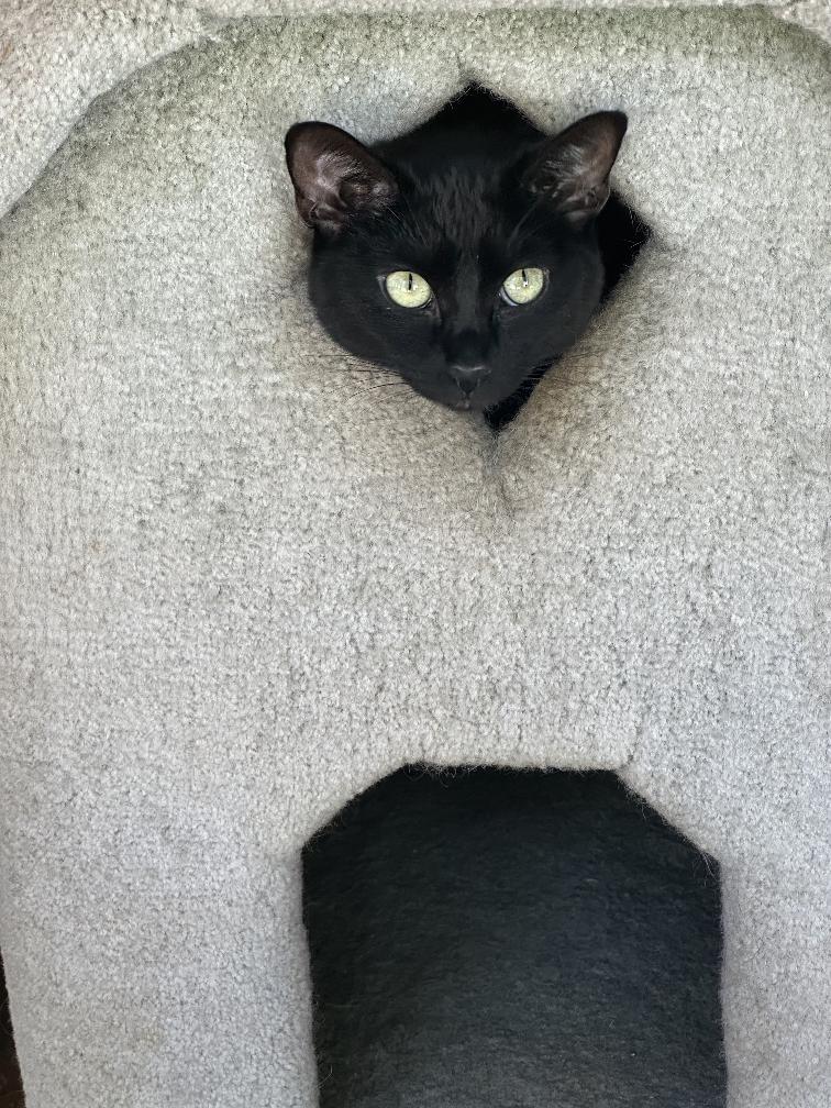 Pearl, an adoptable Domestic Short Hair in Vista, CA, 92084 | Photo Image 5