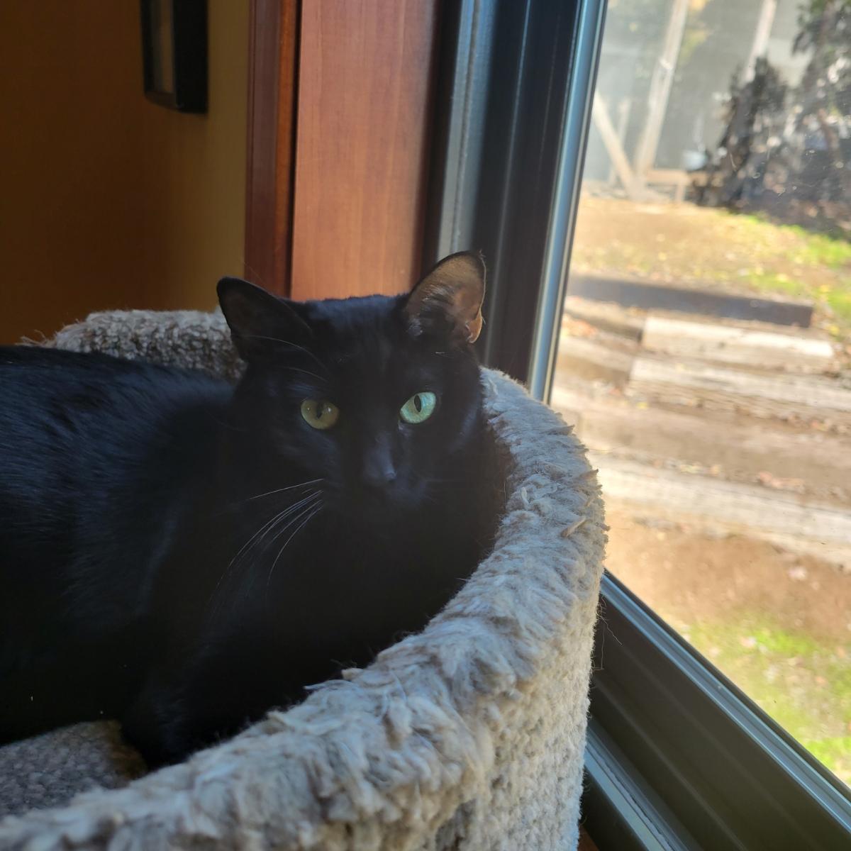Pearl, an adoptable Domestic Short Hair in Vista, CA, 92084 | Photo Image 6