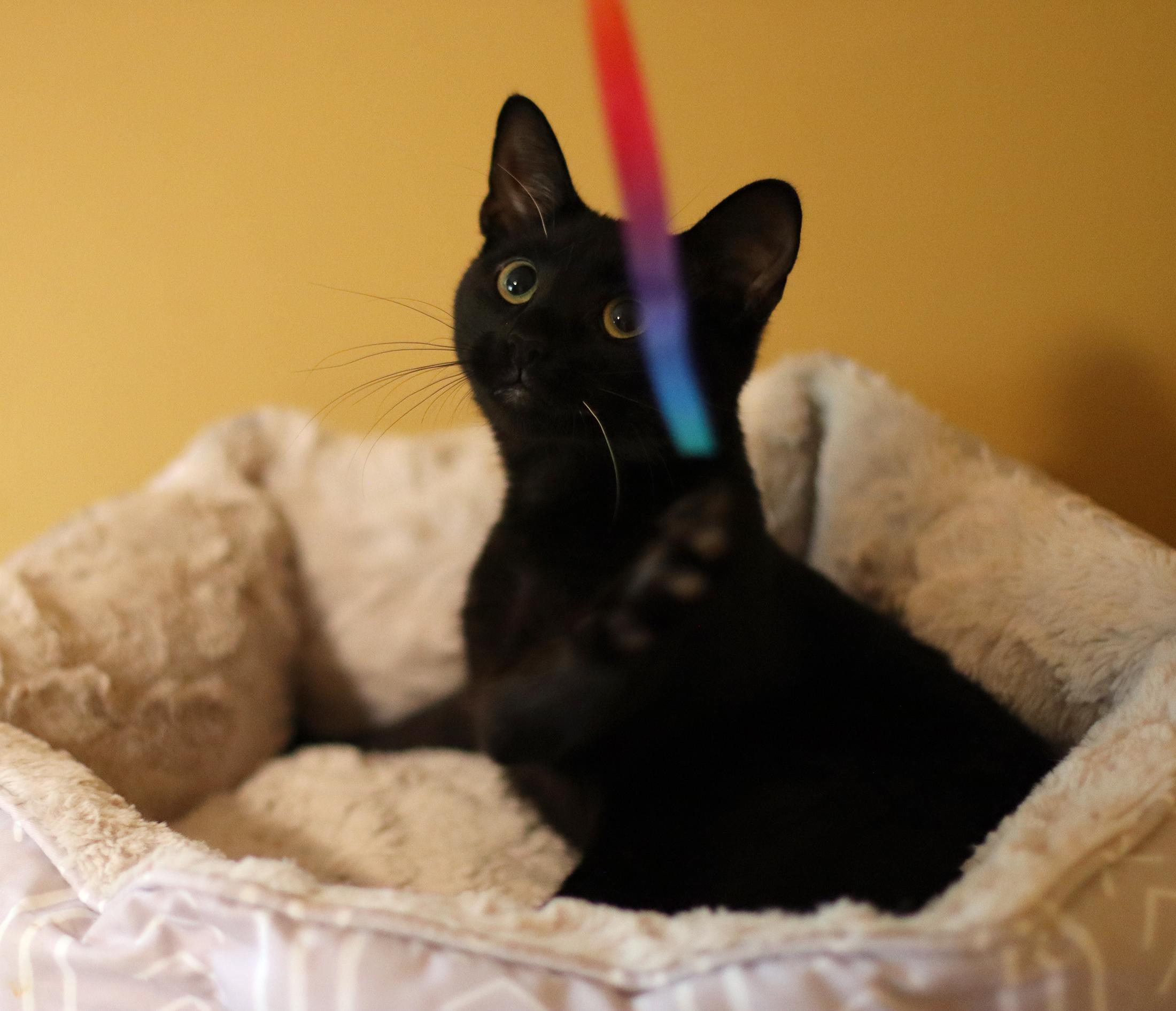 Pearl, an adoptable Domestic Short Hair in Vista, CA, 92084 | Photo Image 5