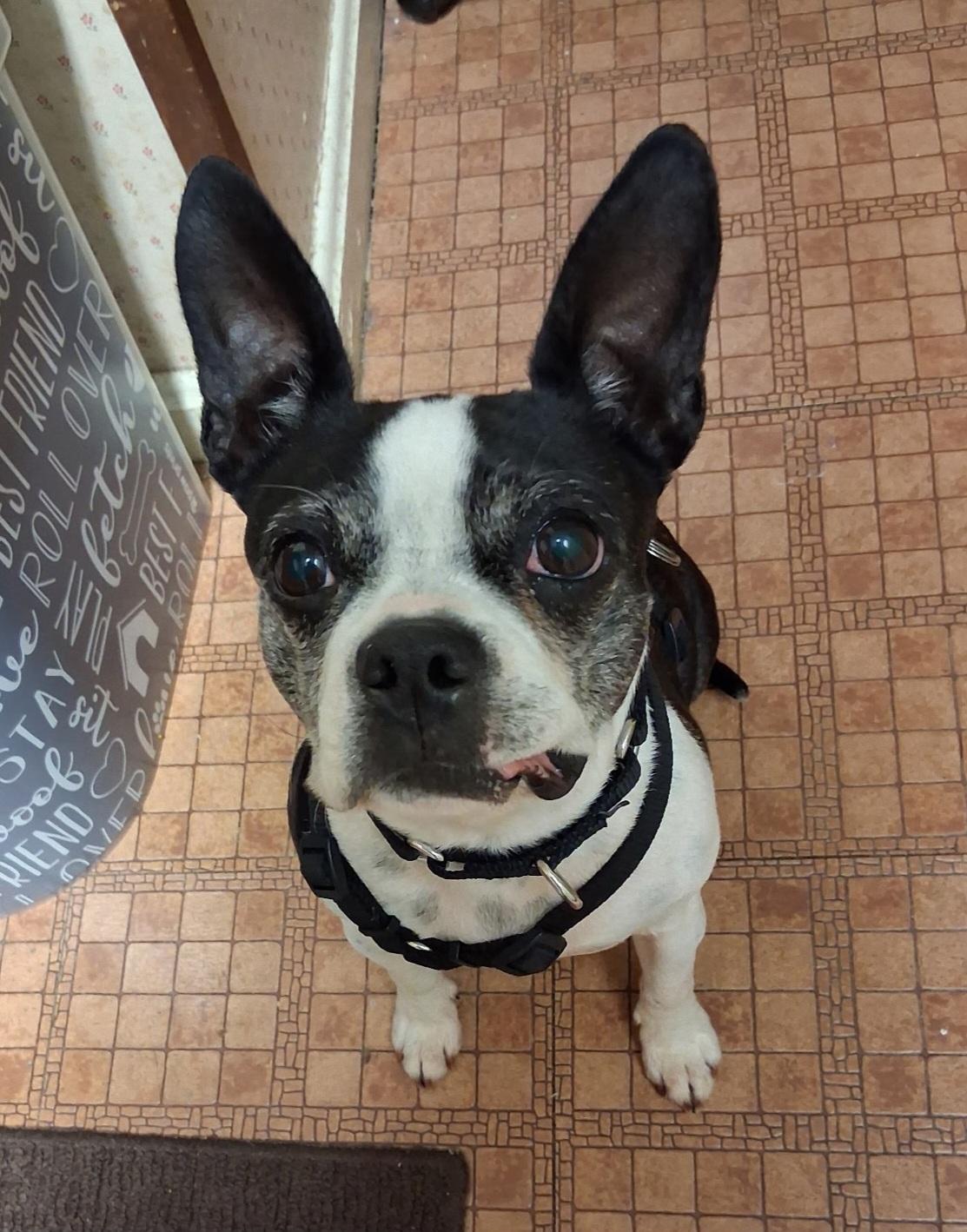 Betty in MO, ADOPTABLE, Adult Female Boston Terrier.