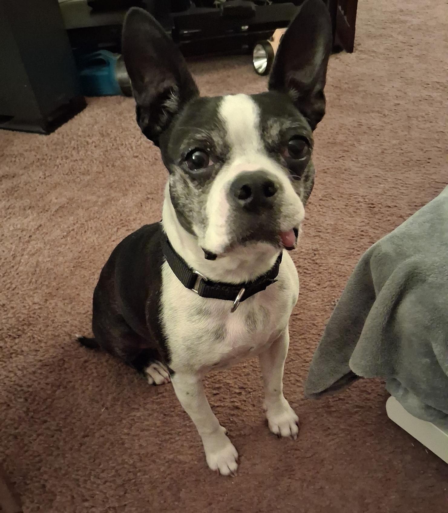 Enlarge Betty in MO, a ADOPTABLE mixed breed in Kansas City, MO image 5/6