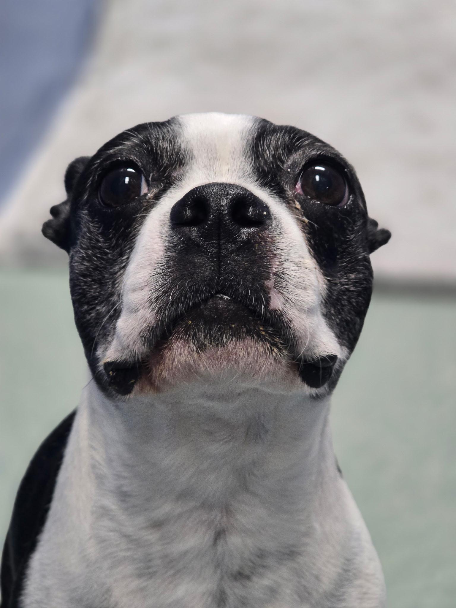 Betty in MO, ADOPTABLE, Adult Female Boston Terrier.