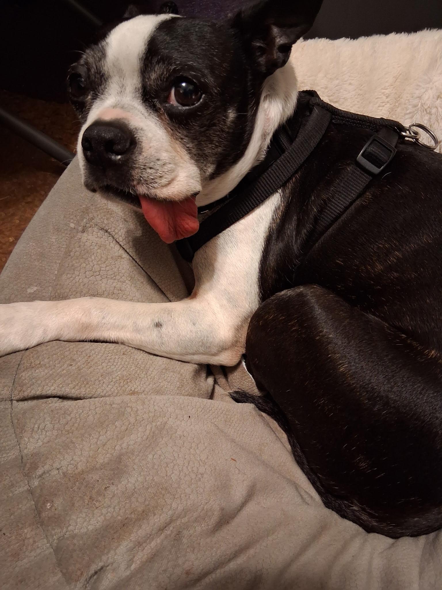 Betty in MO, a ADOPTABLE mixed breed in Kansas City, MO image 3/5