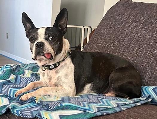 Betty in MO, a ADOPTABLE mixed breed in Kansas City, MO image 2/5