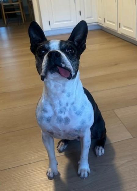 Betty in MO, a ADOPTABLE mixed breed in Kansas City, MO image 4/5