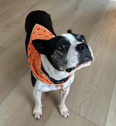 Betty in MO, ADOPTABLE, Adult Female Boston Terrier.