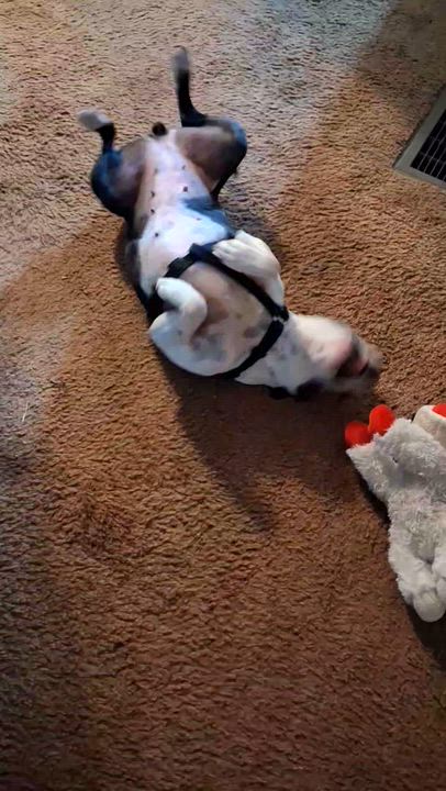 Enlarge Betty in MO, a ADOPTABLE mixed breed in Kansas City, MO video 6/6