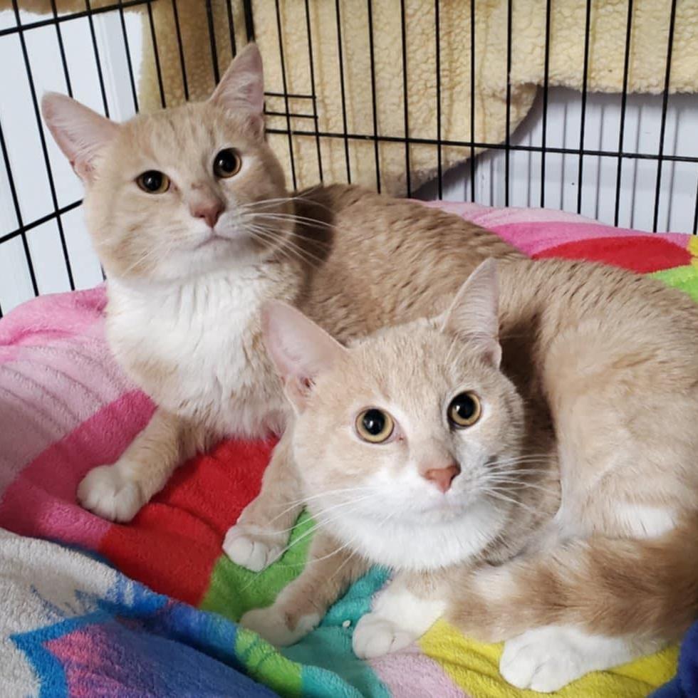 Sahara and Webster, Adoptable, Adult Male Domestic Short Hair.