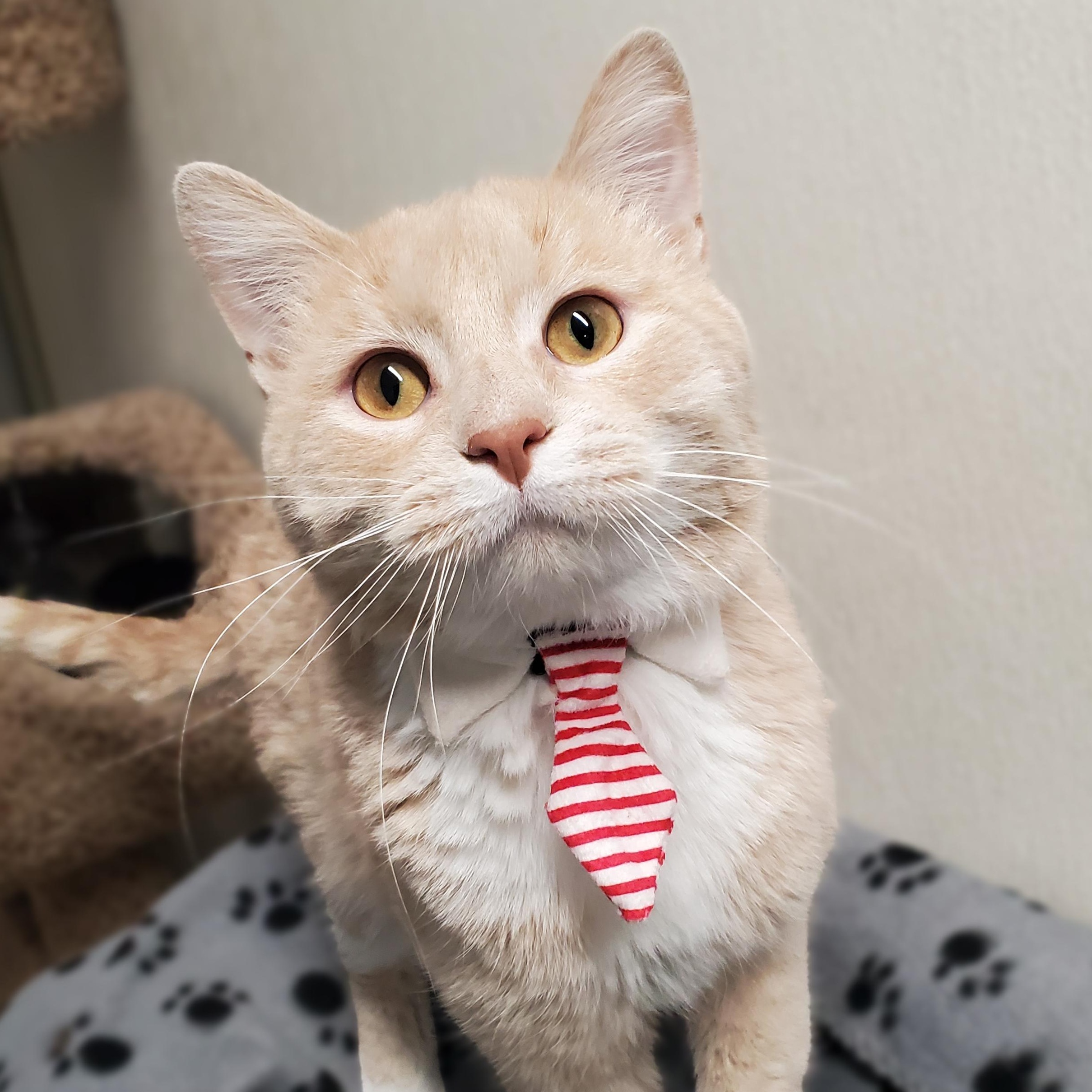 Enlarge Sahara, an adopted Domestic Short Hair in Marseilles, IL image 1/1