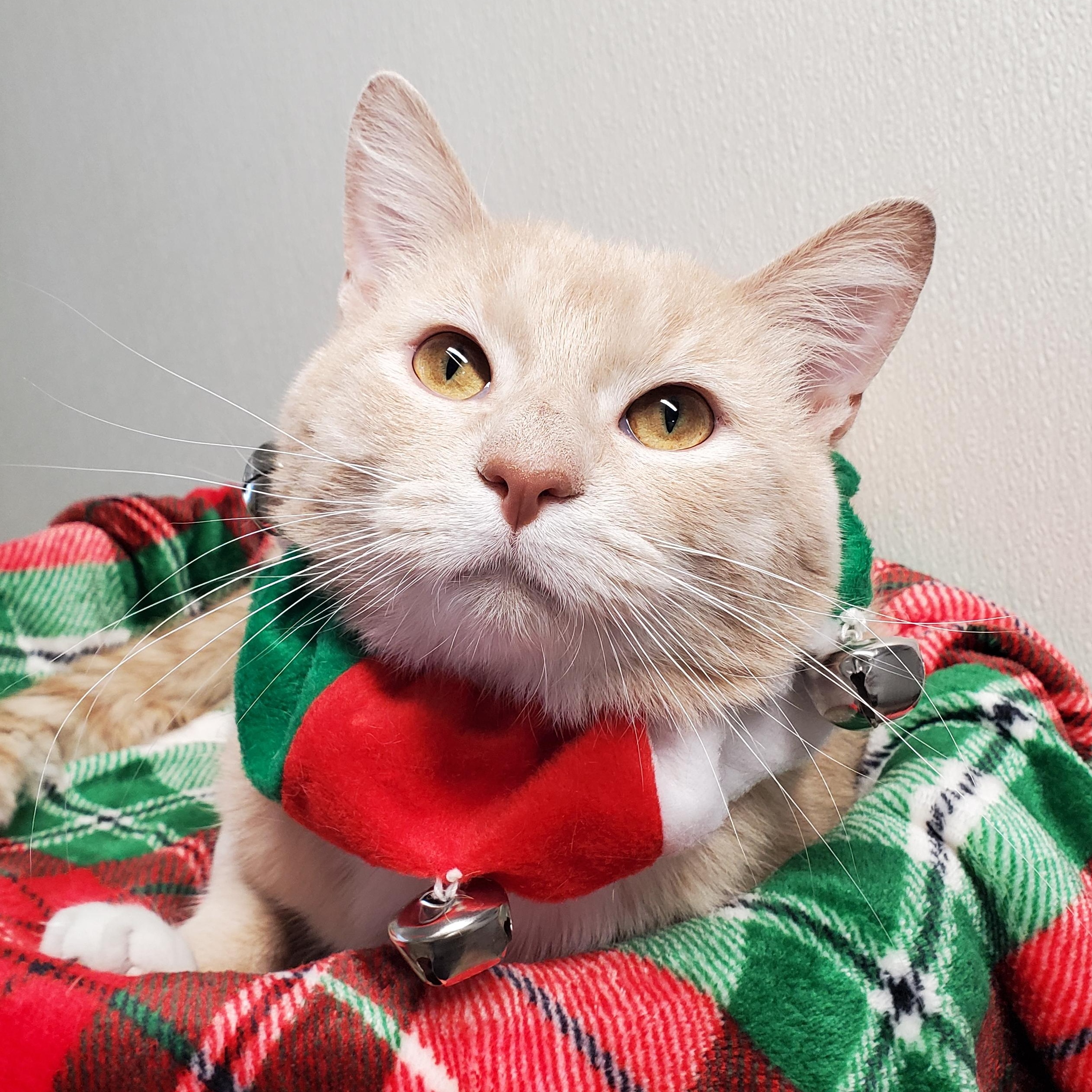 Sahara, Adoptable, Adult Male Domestic Short Hair.