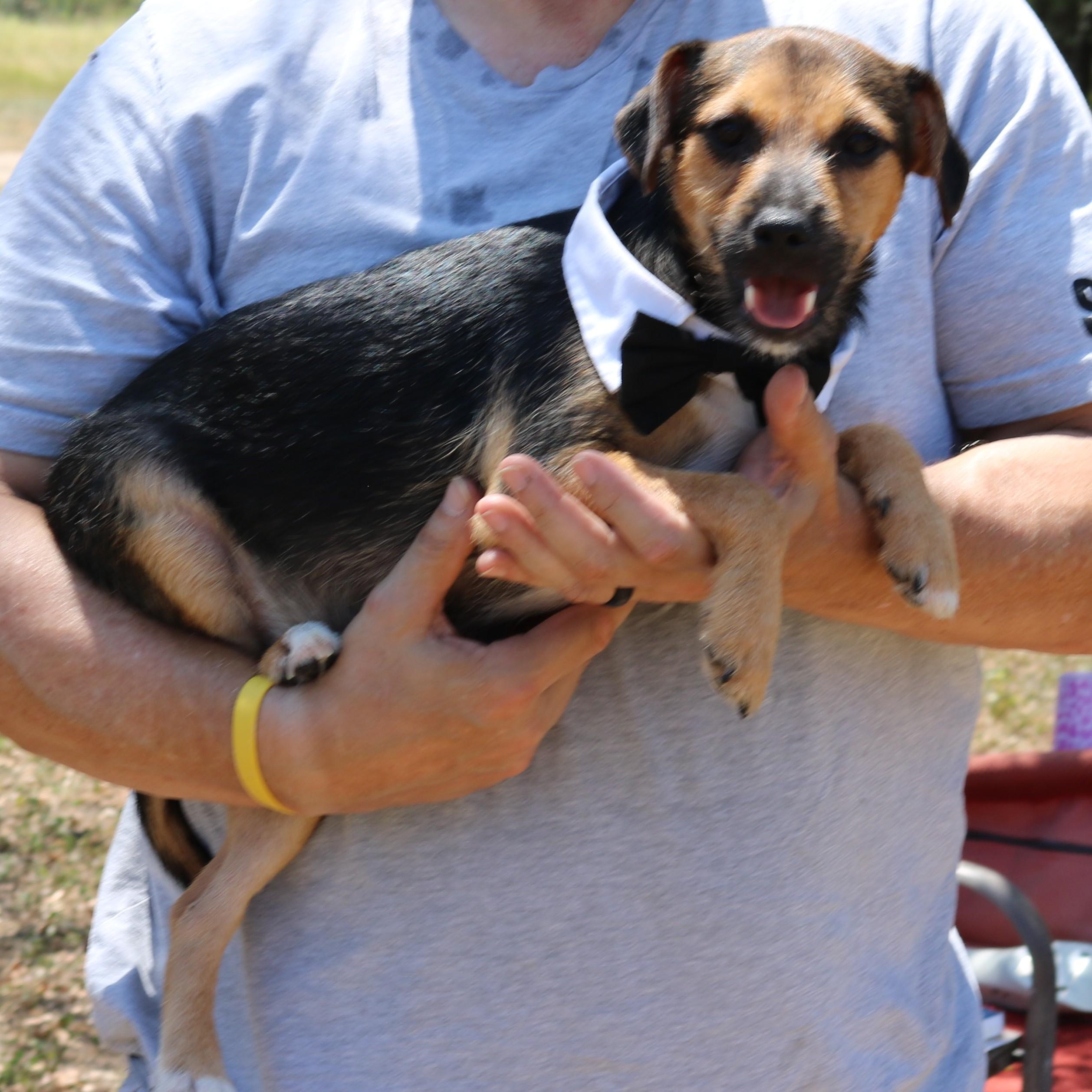 Enlarge Oliver, a Adoptable mixed breed in Bandera, TX image 5/6