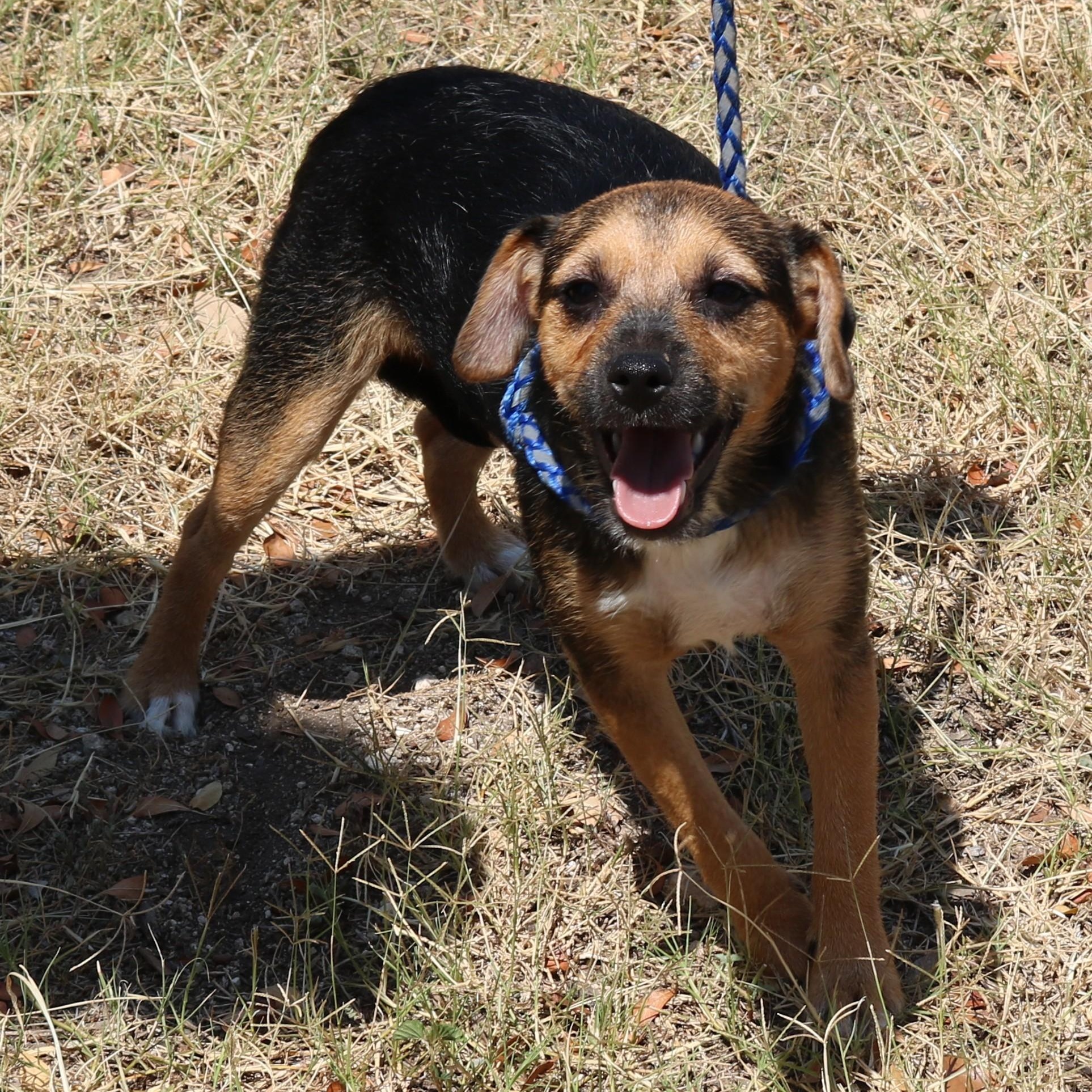 Enlarge Oliver, a Adoptable mixed breed in Bandera, TX image 4/6