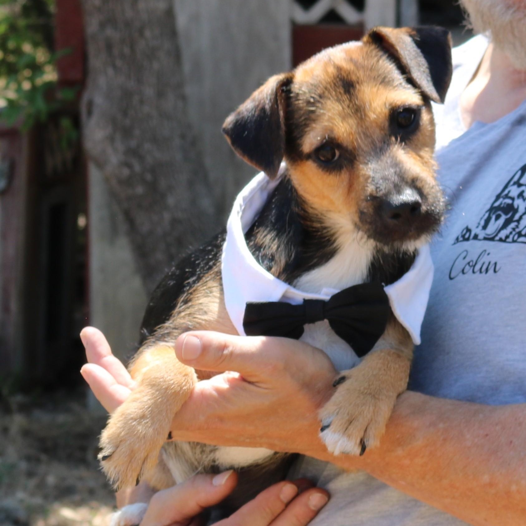 Enlarge Oliver, a Adoptable mixed breed in Bandera, TX image 2/6