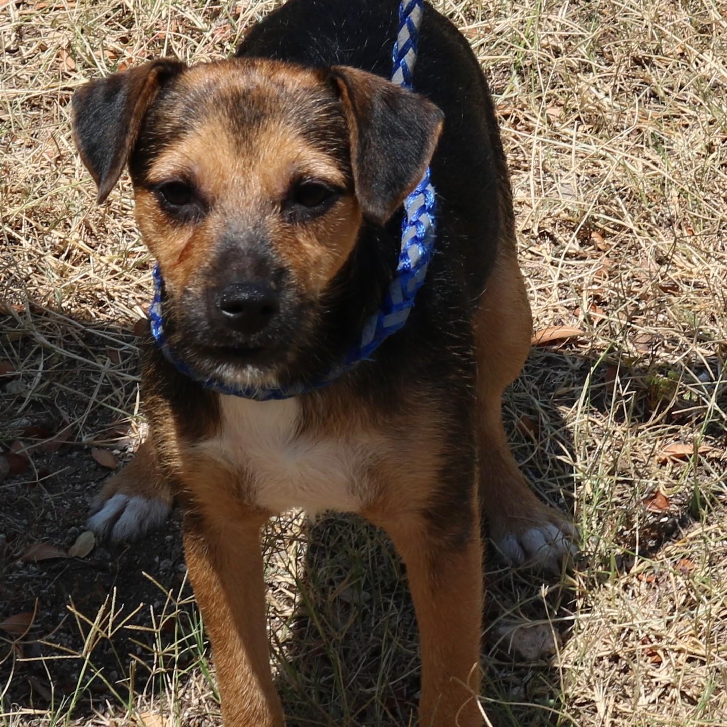 Enlarge Oliver, a Adoptable mixed breed in Bandera, TX image 3/6