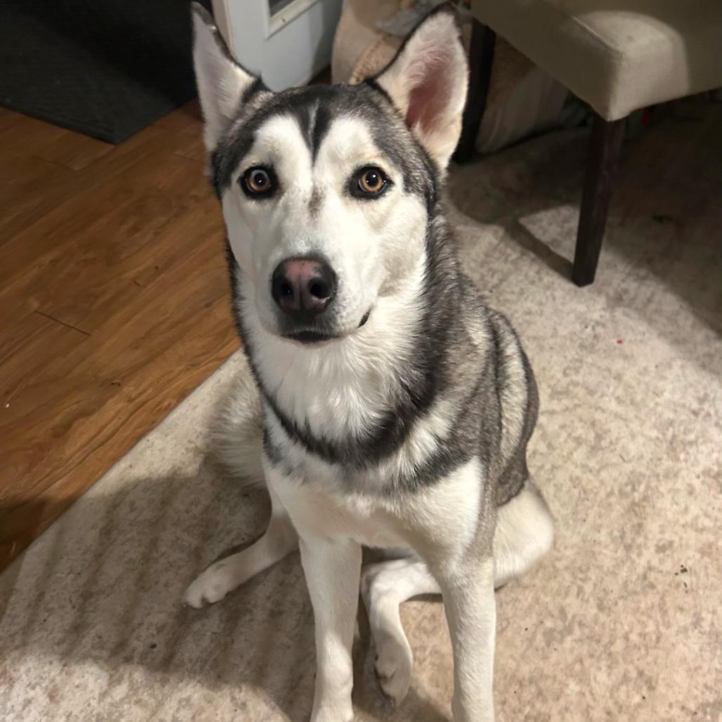 Kai, Adoptable, Young Male Husky.