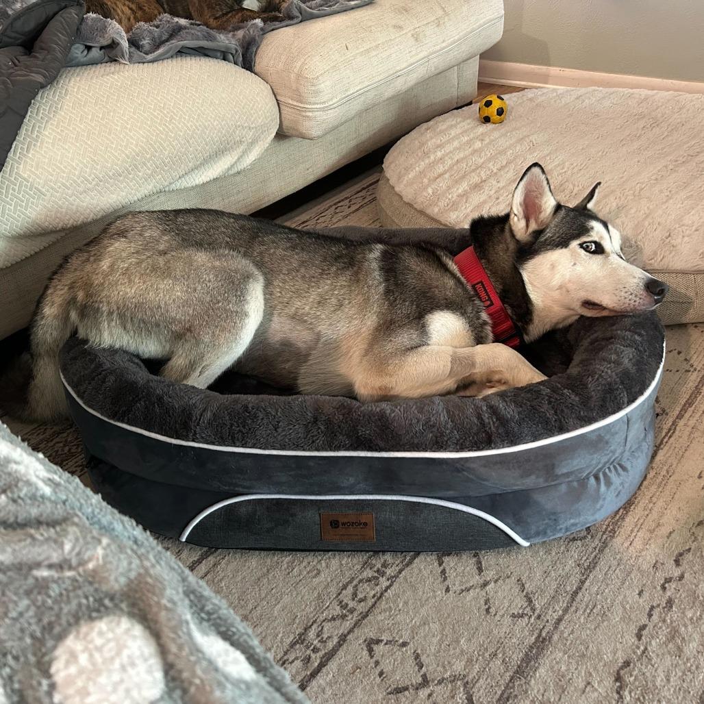 Enlarge Kai, a Adoptable Husky in Dallas, TX image 2/6