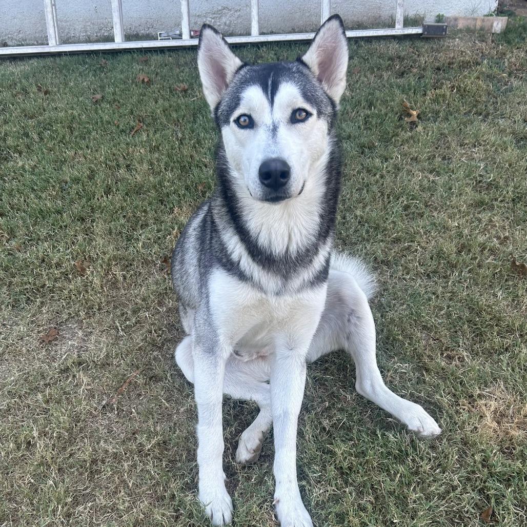Kai, Adoptable, Adult Male Husky.