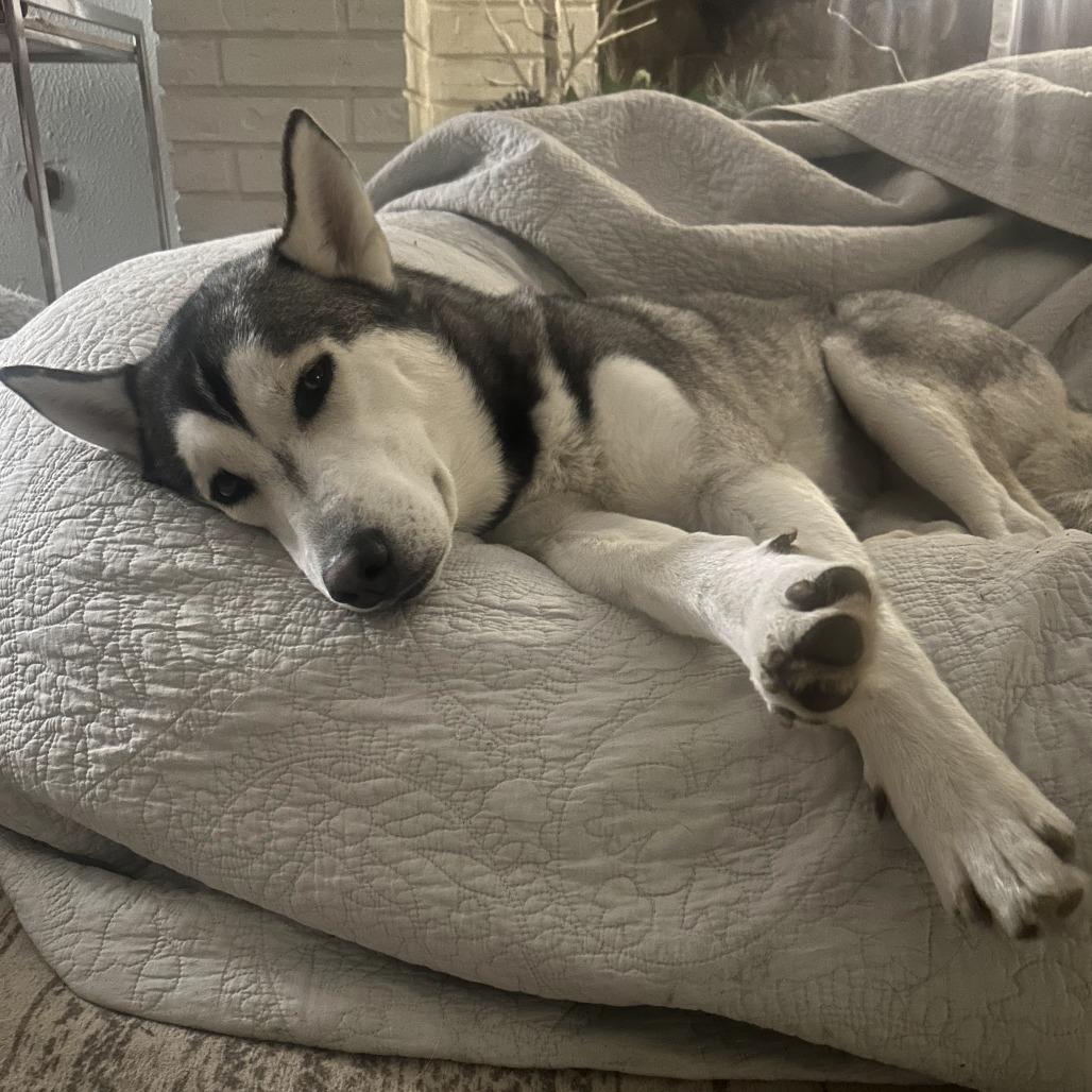 Kai, a Adoptable Husky in Dallas, TX image 3/6