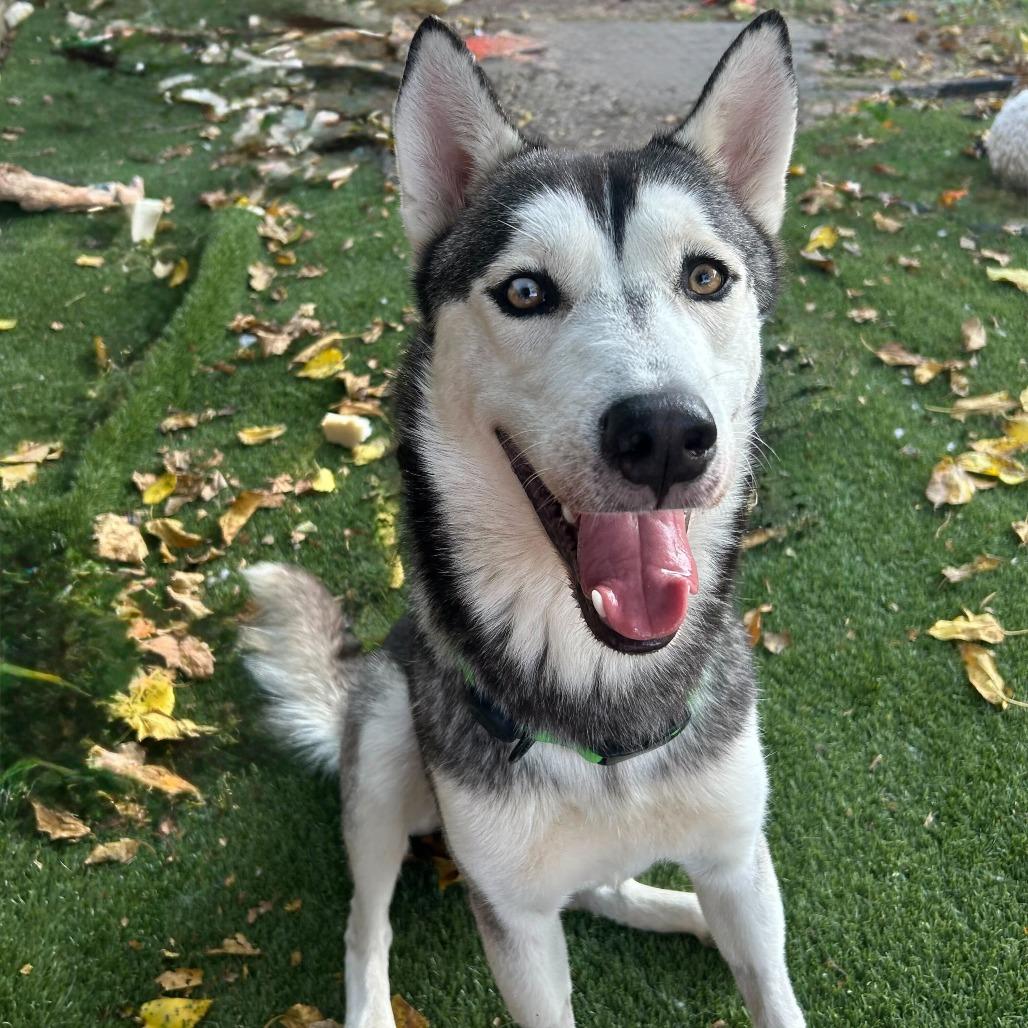 Kai, a Adoptable Husky in Dallas, TX image 5/6