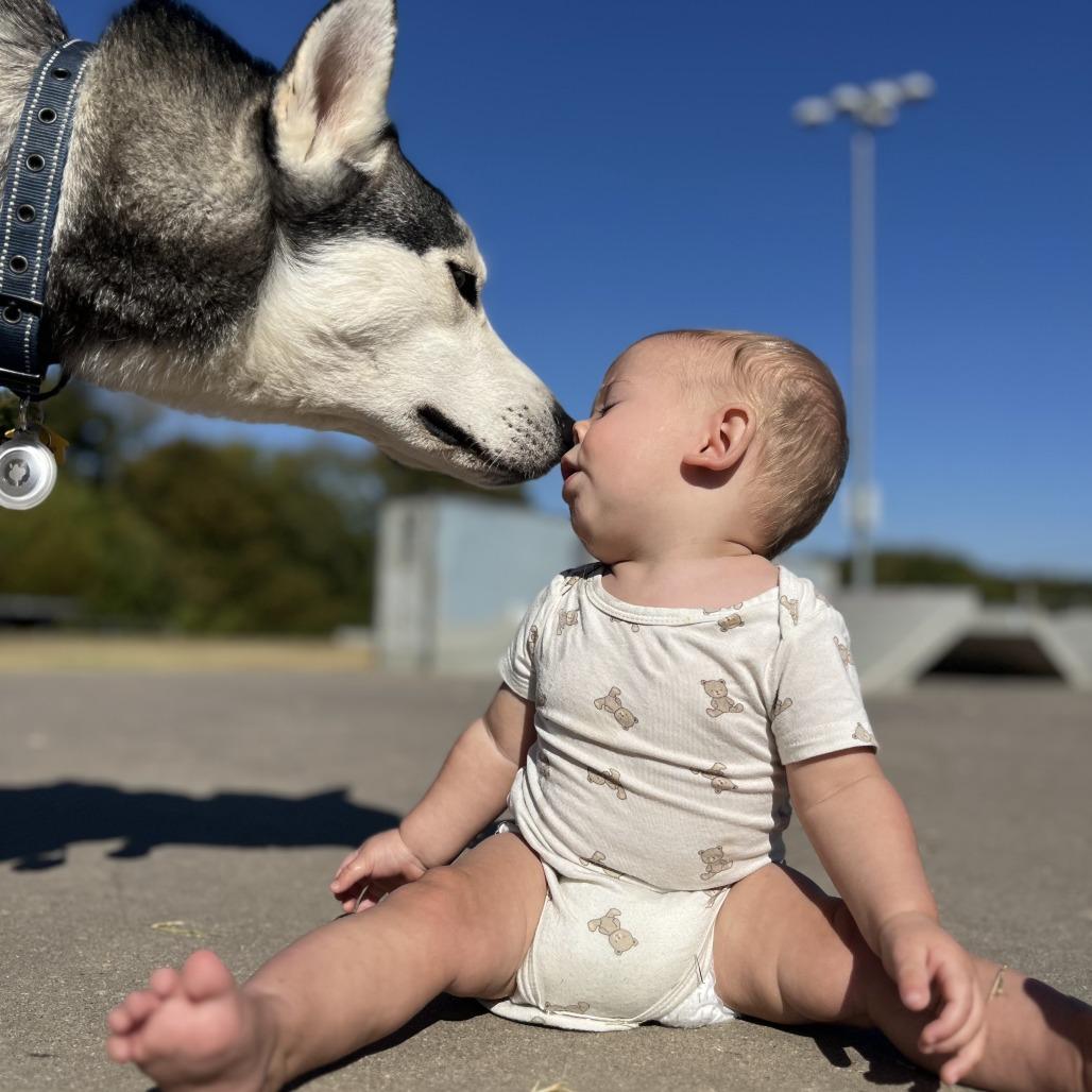 Kai, a Adoptable Husky in Dallas, TX image 6/6