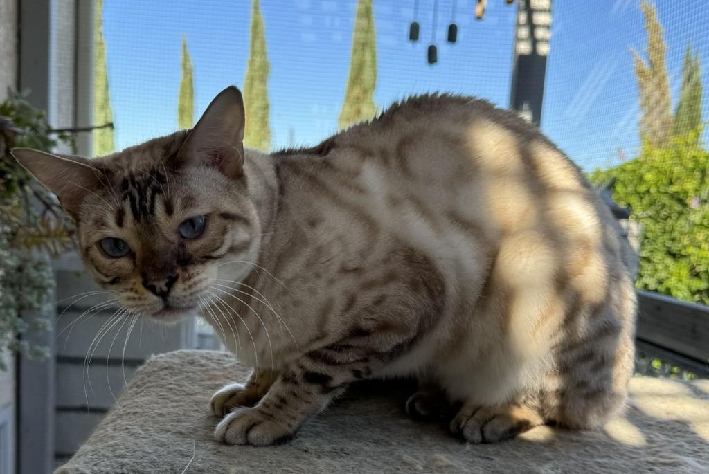 Phantom, Adoptable, Adult Male Bengal.