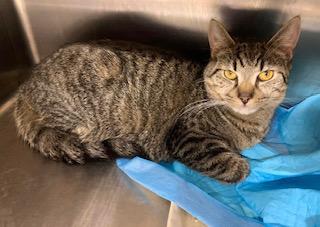 ANDREW, Adoptable, Young Male Domestic Short Hair.