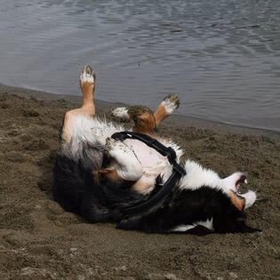 Enlarge Ziggs, a Adopted mixed breed in Surrey, BC image 1/12