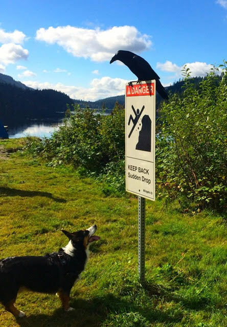 Enlarge Ziggs, a Adopted mixed breed in Surrey, BC image 2/12