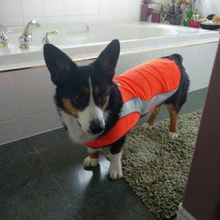 Enlarge Ziggs, a Adopted mixed breed in Surrey, BC image 3/12