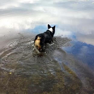 Enlarge Ziggs, a Adopted mixed breed in Surrey, BC image 4/12