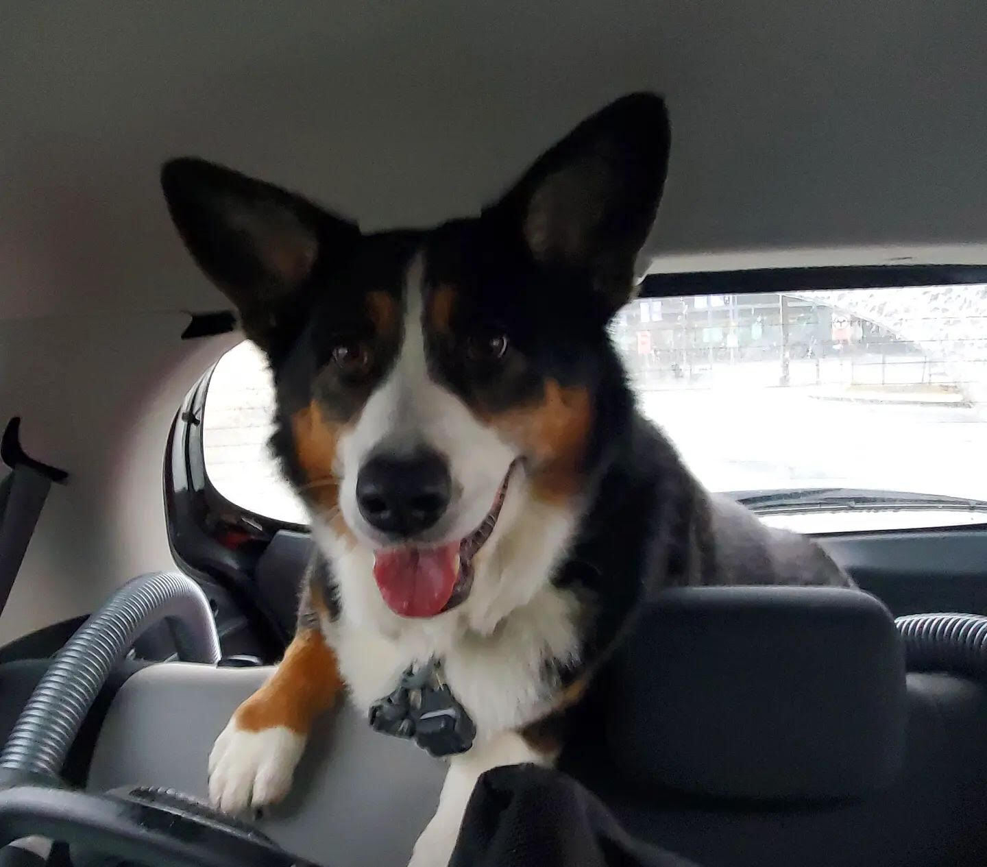 Enlarge Ziggs, a Adopted mixed breed in Surrey, BC image 5/12