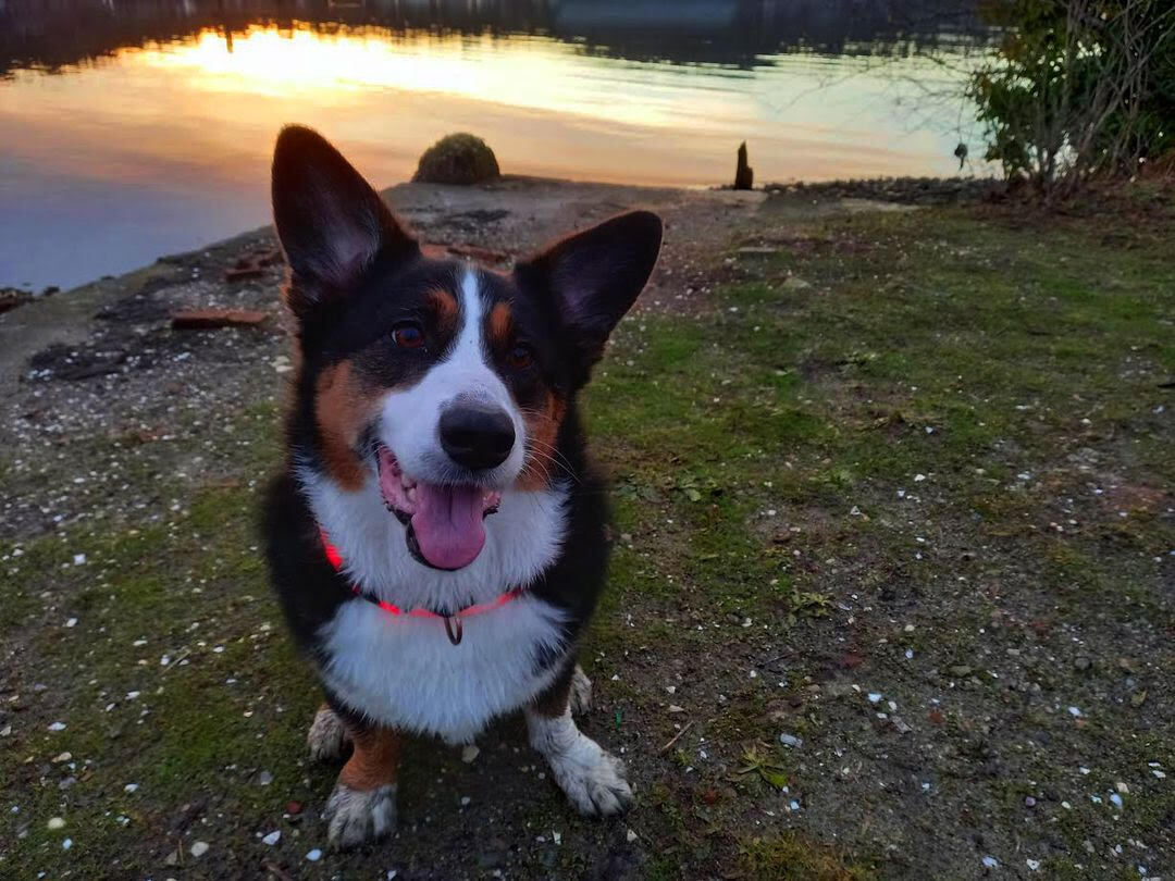 Enlarge Ziggs, a Adopted mixed breed in Surrey, BC image 6/12