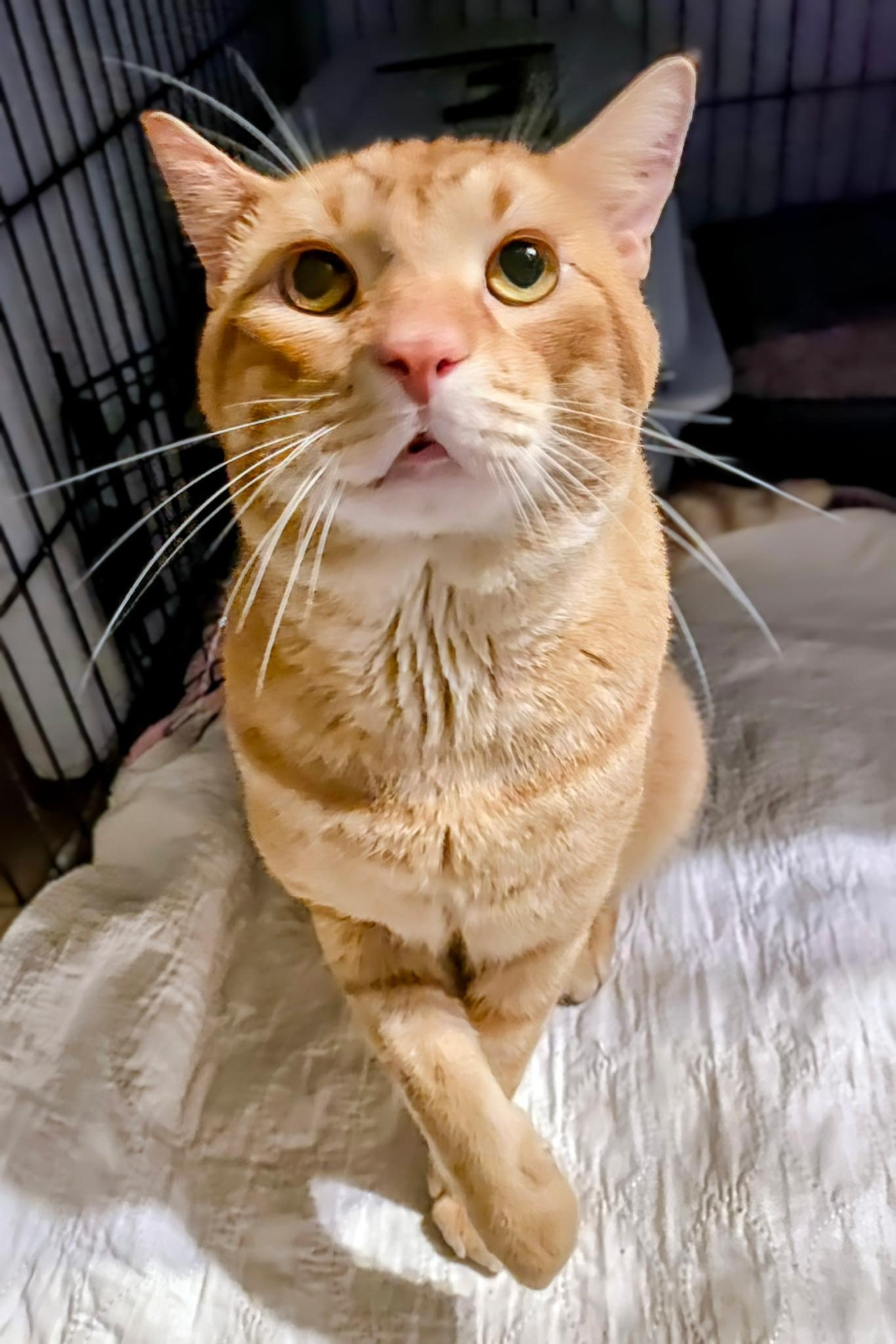 Enlarge Dune - Courtesy Post, an adopted mixed breed in Fort Worth, TX image 2/3