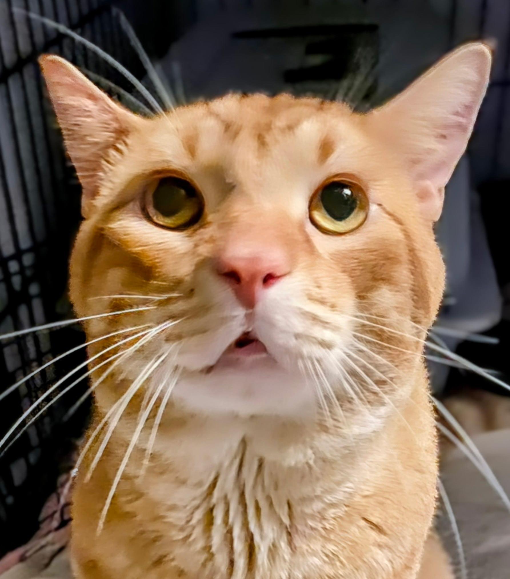 Enlarge Dune - Courtesy Post, an adopted mixed breed in Fort Worth, TX image 3/3