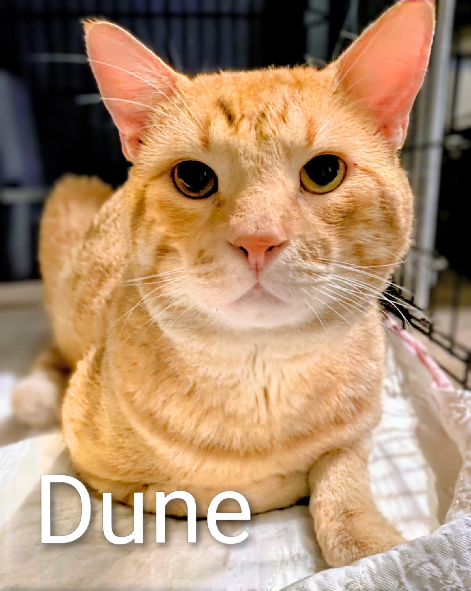 Dune - Courtesy Post, ADOPTABLE, Adult Male Domestic Short Hair & Tabby.